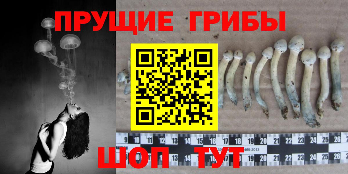 Солнечногорск  Галлюциногенные грибы Cubensis  продажа наркотиков  Вход с VPN 